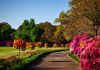 Care tips for lawn