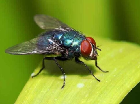 How To Get Rid Of Flies Outside